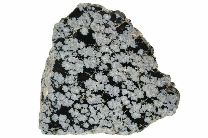 Polished Snowflake Obsidian Section - Utah #114210